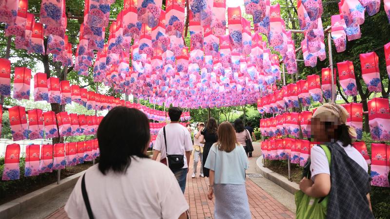 Hiasan lentera-lentera Festival Hydrangea Jangsaengpo. Jika mengunjungi festival di malam hari, pengunjung dapat menikmati keindahan lentera-lentera yang menderang diantara bunga-bunga hortensia. 