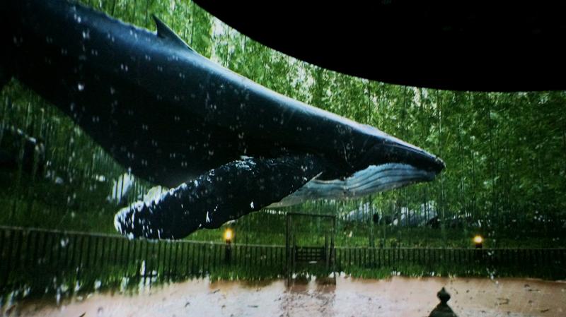 Penampilan Whale City Video pada Whale Fantasium yang mengagumkan. 