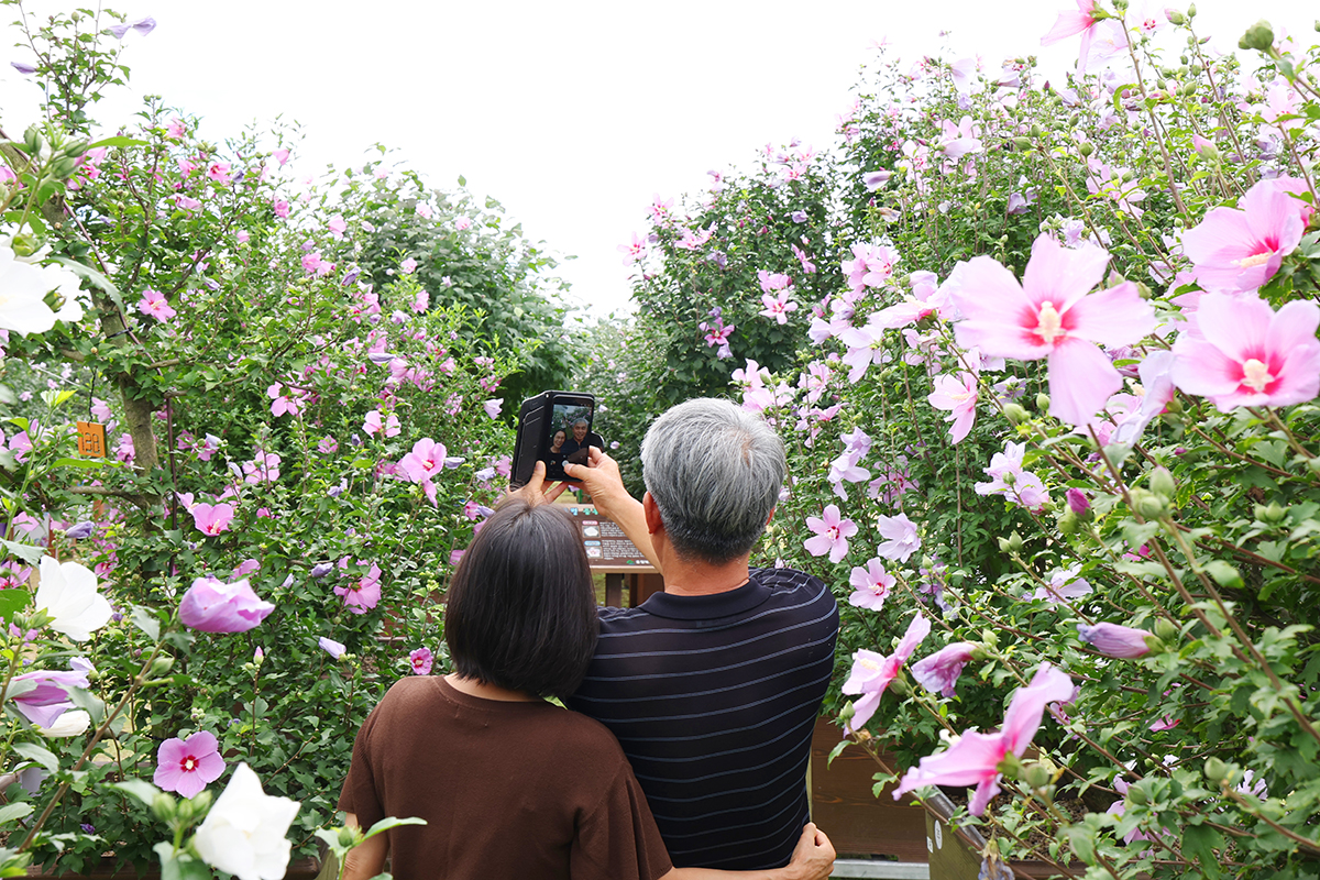Pasangan suami istri terlihat sedang berfoto di Festival Mugunghwa Bunga Nasional yang digelar pada tanggal 14 Agustus 2025 di Arboretum Nasional Sejong, Kota Sejong. Dalam rangka memperingati 80 tahun kemerdekaan Korea, festival ini berlangsung hingga 17 Agustus 2025. Festival tersebut menyuguhkan beragam pameran dan program interaktif untuk mengenal lebih dekat mugunghwa, bunga nasional Korea. (Lee Jeong Woo)