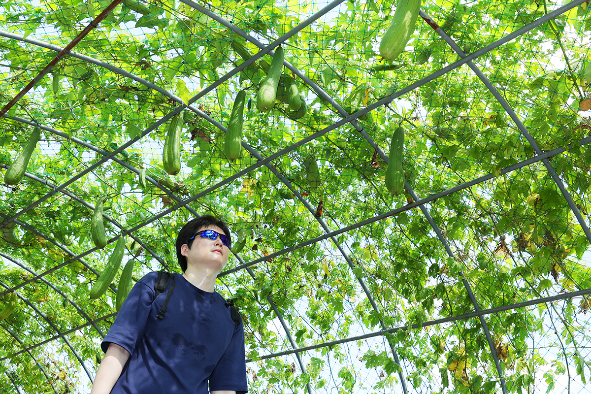 Seorang warga terlihat sedang berjalan melintasi terowongan dengan buah blustru yang bergelantungan di Taman Haneul, Mapo-gu, Seoul. Foto tersebut diambil pada tanggal 22 Agustus 2025 yang merupakan sehari sebelum Cheoseo, yaitu saat hari panas berakhir dalam 24 posisi matahari dalam kalender tradisional Korea. (Lee Jeong Woo)