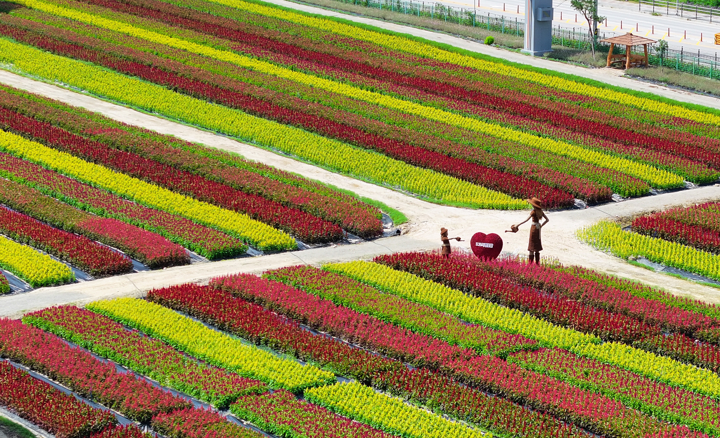 Pada tanggal 26 Agustus 2025 bunga-bunga musim gugur yang ditanam di Goseokjeong Flower Field memamerkan keindahan warna-warninya. Tempat tersebut merupakan destinasi wisata unggulan di Cheorwon, Provinsi Gangwon. Goseokjeong Flower Field akan mulai dibuka untuk musim gugur pada tanggal 27 Agustus 2025 untuk menyambut wisatawan dan penduduk setempat. (Yonhap News)