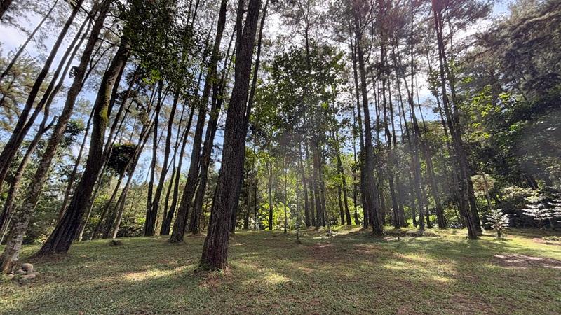 Panorama pohon-pohon rindang yang terdapat di Sentul Eco Edu Tourism Forest. (Wiji Astuti) 