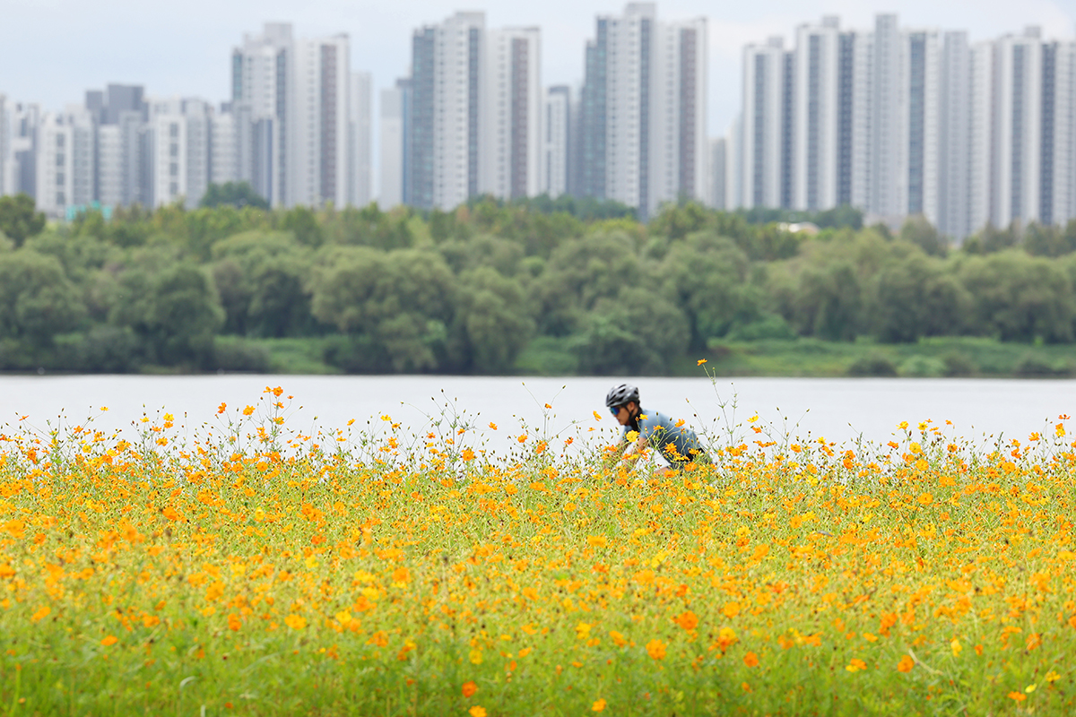   Seorang pesepeda terlihat sedang melewati taman bunga kosmos pada tanggal 1 September 2025 di Taman Hangang Namyangju, Provinsi Gyeonggi. Hujan turun di seluruh penjuru Korea pada hari itu. (Lee Jeong Woo)