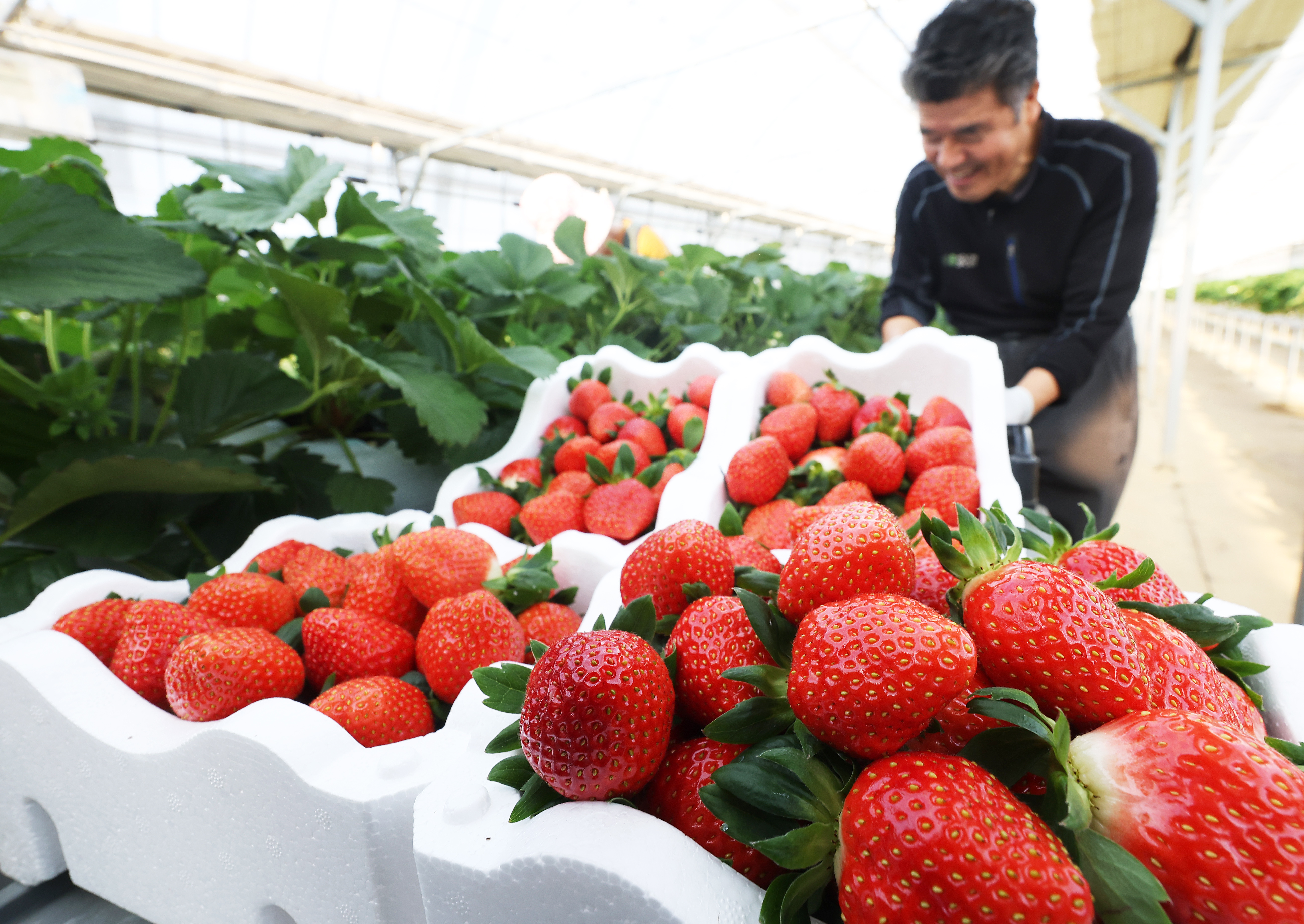 Pada tanggal 9 Desember 2025 seorang petani terlihat sedang memanen stroberi di dalam rumah kaca di sebuah perkebunan stroberi di Jangan-myeon, Kota Hwaseong, Provinsi Gyeonggi. (Yonhap News)
