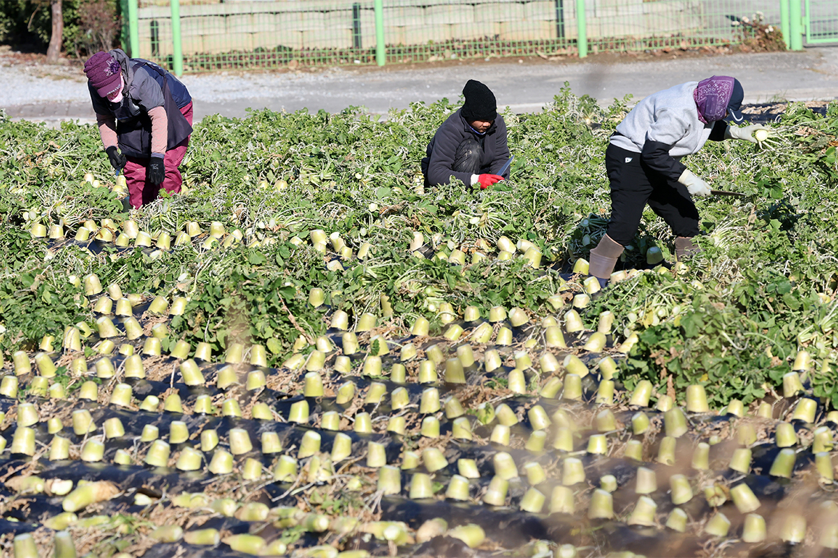 Para petani terlihat sibuk memanen lobak pada tanggal 22 Desember 2025 di sebuah lahan pertanian yang terletak di Gyeongpo-dong, Kota Gangneung, Provinsi Gangneung. (Yonhap News)