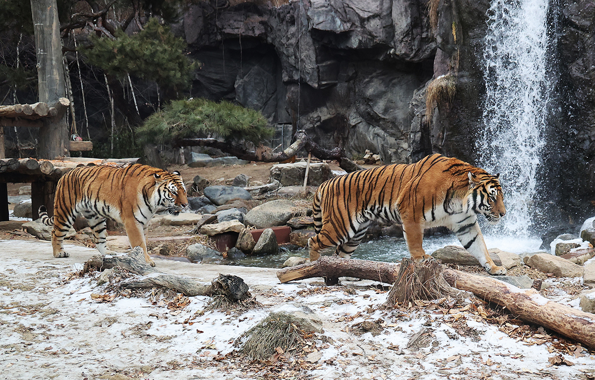 Pada tanggal 15 Januari 2026, ketika cuaca hangat melanda seluruh negeri, seekor harimau Korea berjalan di atas salju di Everland, Yongin, Provinsi Gyeonggi. (Yonhap News)