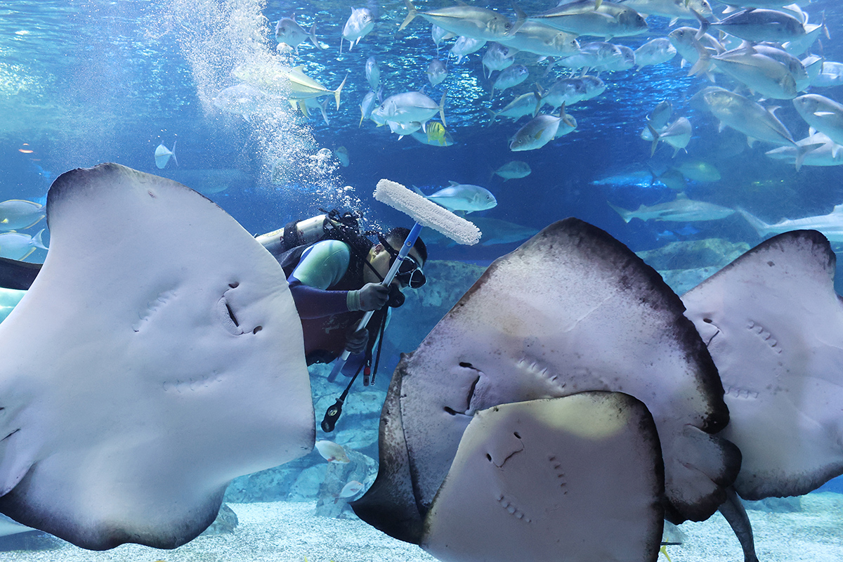 Seorang petugas terlihat sedang membersihkan kaca akuarium pada tanggal 19 Januari 2026 di Aqua Planet Gwanggyo, Kota Suwon, Provinsi Gyeonggi. (Lee Jeong Woo)