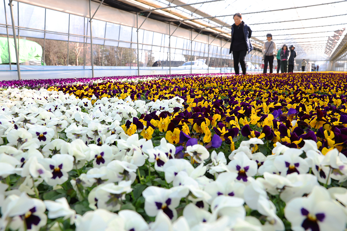 Pada tanggal 19 Februari 2026, bertepatan dengan salah satu pembagian musim tradisional yang menandai awal musim semi, aneka bunga berwarna-warni bermekaran penuh di kebun pembibitan di Dongan-gu, Kota Anyang, Provinsi Gyeonggi. Para warga yang mengunjungi lokasi tersebut berjalan tanpa alas kaki di antara hamparan bunga sambil menikmati semilir suasana musim semi. (Lee Jeong Woo)
