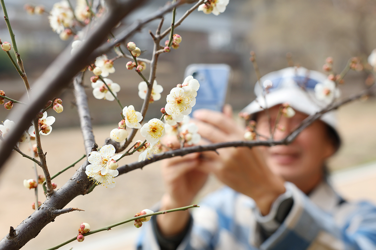 Seorang warga terlihat sedang mengambil foto bunga plum yang mulai mekar pada tanggal 5 Maret 2026 di Jalan Bunga Plum Cheonggyecheon, Seongdong-gu, Kota Seoul. Tanggal 5 Maret 2026 merupakan hari Gyeongchip pada kalender lunar yang bermakna hari saat serangga bangun dari hibernasi. (Lee Jeong Woo)