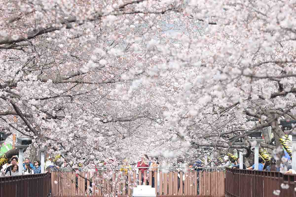 Wisatawan terlihat memenuhi Festival Bunga Ceri Jinhae pada tanggal 27 Maret 2026 di area Yeojwacheon, Jinhae-gu, Kota Changwon, Provinsi Gyeongsangnam. Festival tersebut digelar hingga tanggal 5 April 2026 agar wisatawan bisa menikmati bunga-bunga ceri yang bermekaran penuh di musim semi. (Yonhap News)