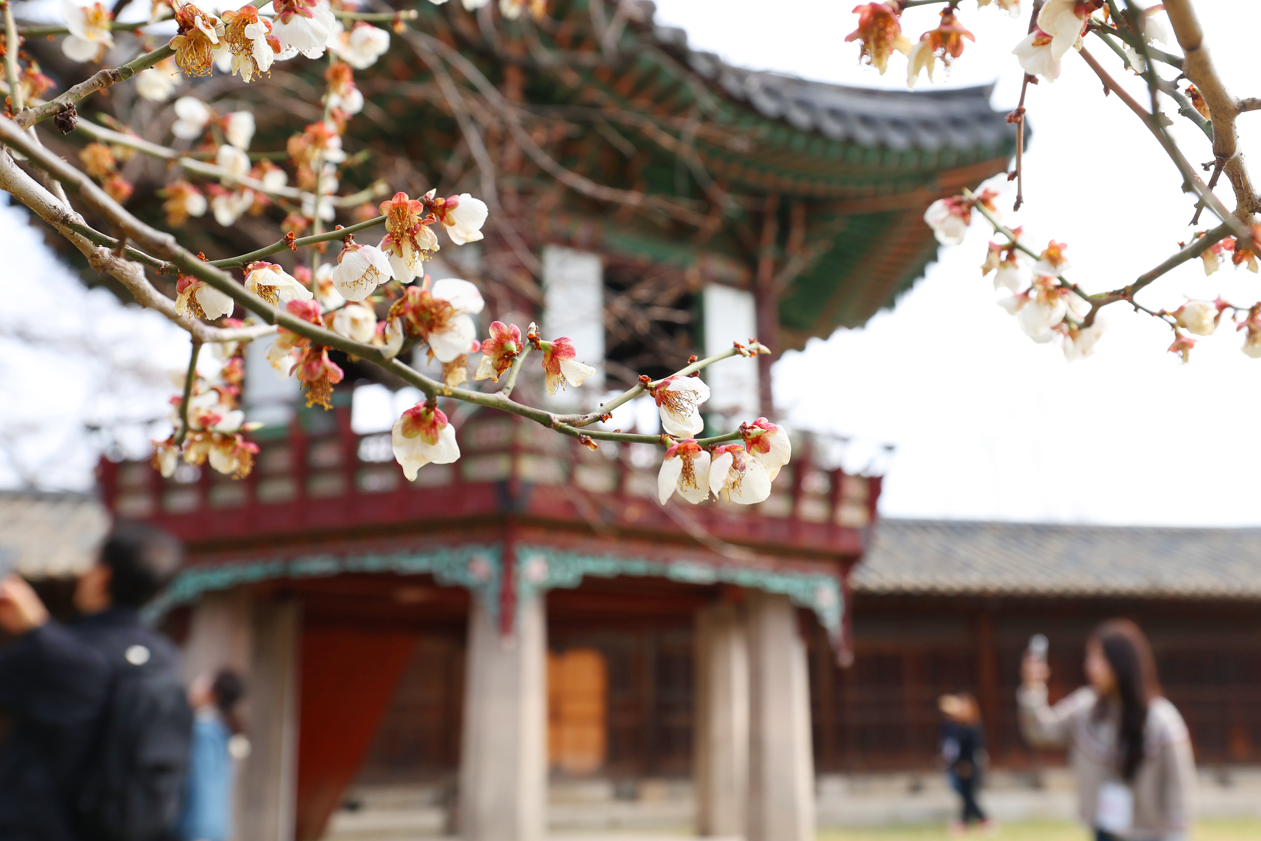 Para pengunjung terlihat sedang melihat-lihat taman belakang Nakseonjae dalam program Nakseonjae Embracing Spring di Istana Changdeokgung, Jongno-gu, Seoul, pada tanggal 31 Maret 2026. (Lee Jeong Woo)