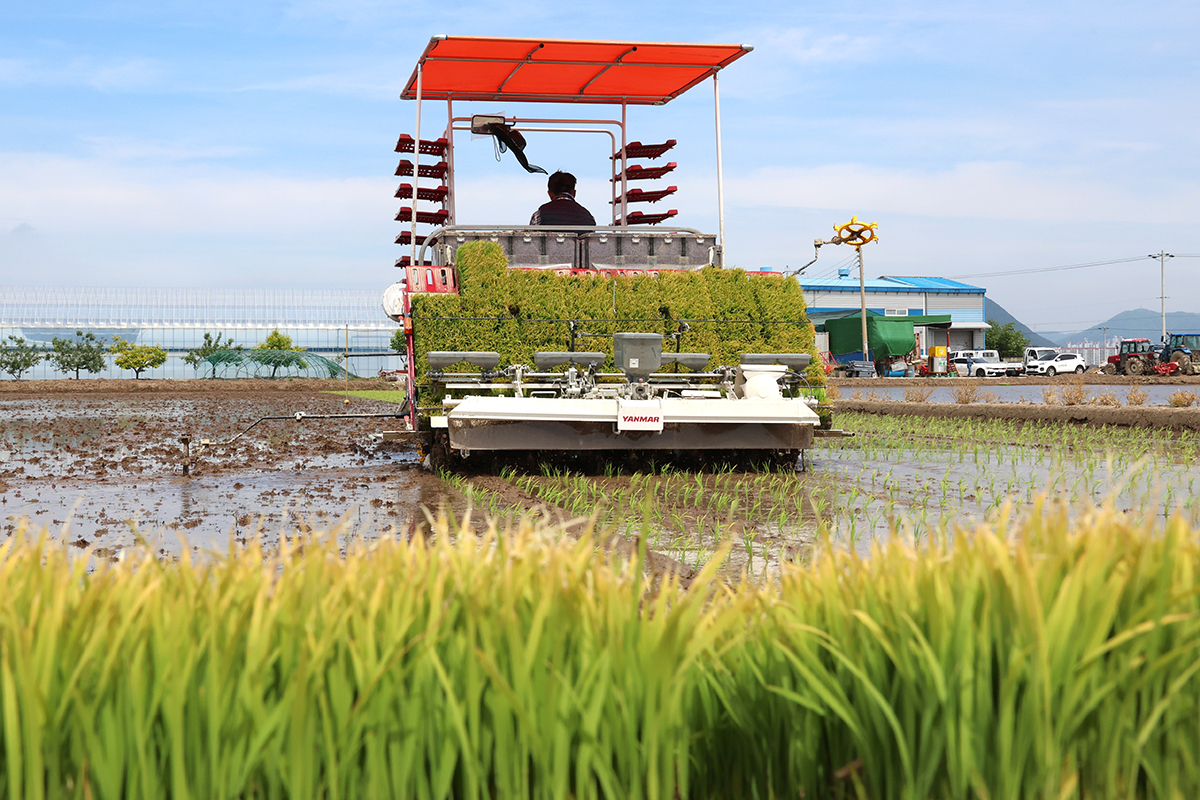 Seorang petani terlihat sedang menyemai bibit padi dengan menggunakan mesin pada tanggal 7 Mei 2026 di sebuah sawah yang terletak di Gangseo-gu, Kota Busan. (Yonhap News)