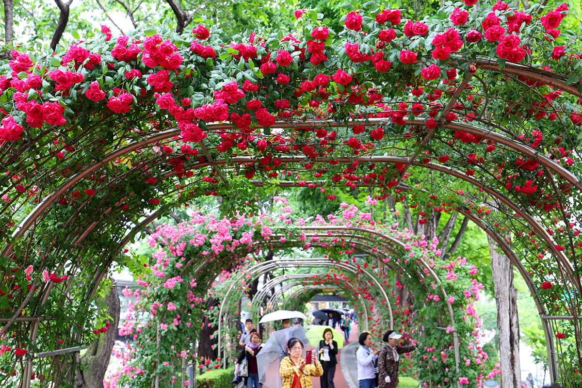 Pada tanggal 21 Mei 2026 para warga terlihat sedang menikmati Festival Mawar Seoul sambil berjalan di antara bunga mawar yang bermekaran penuh di Taman Mawar Jungnang, Jungnang-gu, Seoul. (Lee Jeong Woo)