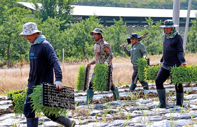 Korea akan menghapus kewajiban para pekerja migran musiman (visa E-8) untuk membayar premi asuransi perawatan jangka panjang untuk lansia. Foto di atas menunjukkan para pekerja migran  yang sedang memindahkan bibit jagung di sebuah ladang yang terletak di Goesan-gun, Provinsi Chungcheongbuk. (Pemerintah Kota Goesan-gun)  