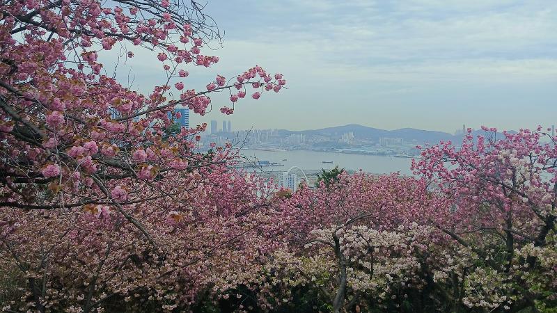 Hamparan pepohonan bunga ceri berkelopak ganda berpadu dengan keindahan laut dan pemandangan Kota Busan. 