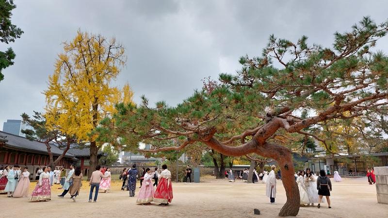Potret area Aula Sujeongjeon saat musim gugur tahun 2023 yang dipenuhi oleh pengunjung yang memakai hanbok. 