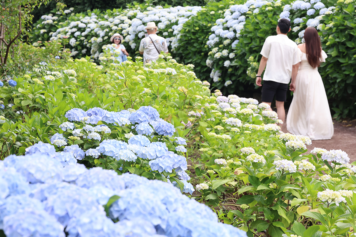 Para wisatawan berfoto di jalur Olle yang dipenuhi bunga hortensia bermekaran di Taman Alam Hueree, Namwon-eup, Seogwipo, Jeju, pada tanggal 9 Juni 2026. (Yonhap News)