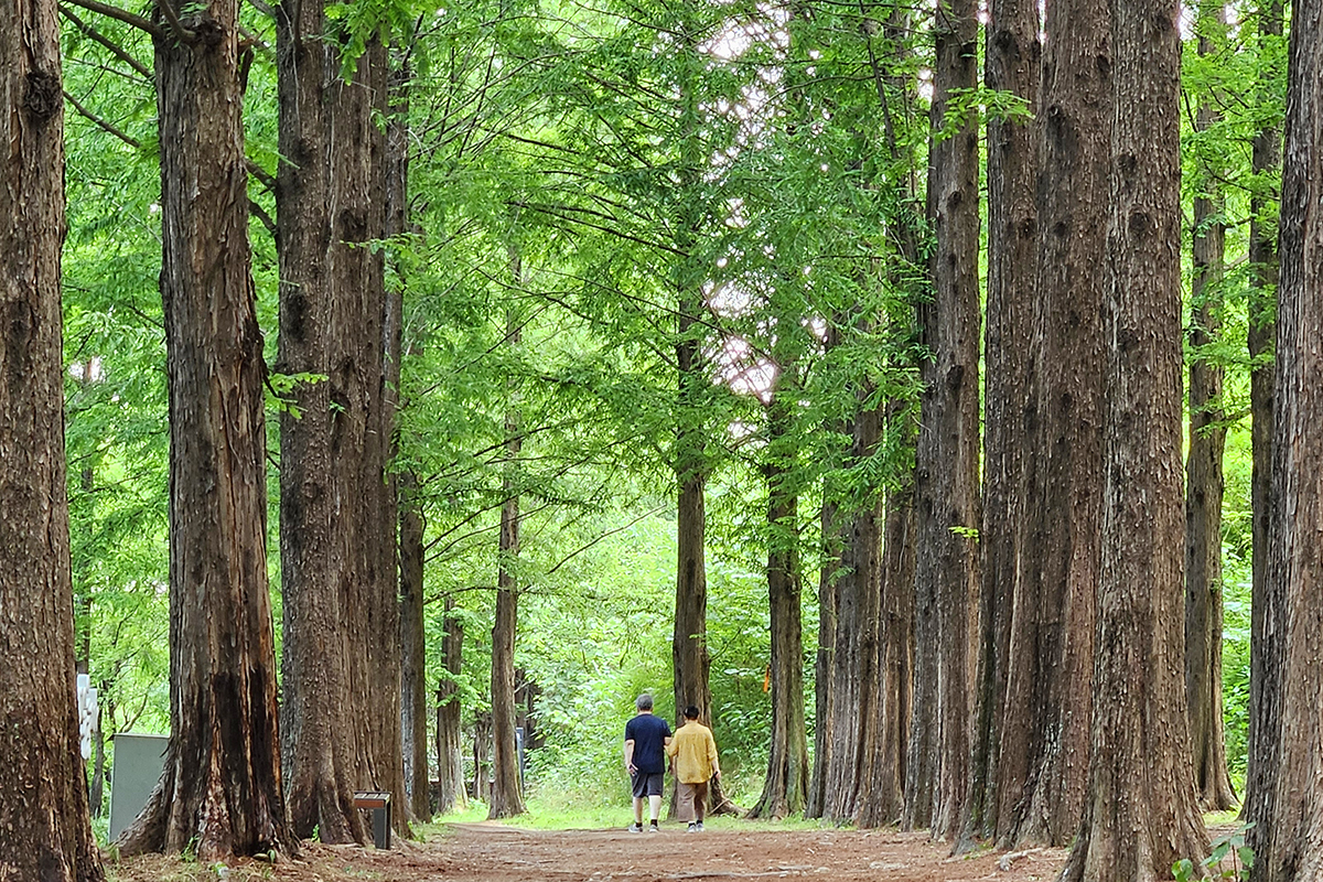 Warga terlihat sedang berjalan kaki di tengah cuaca musim panas pada tanggal 15 Juni 2026 di Jalan Metasequoia, Taman Haneul, Mapo-gu, Seoul. (Lee Jeong Woo)