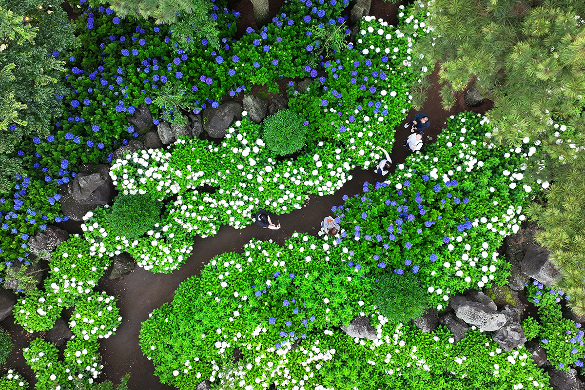Para wisatawan menikmati suasana taman yang dipenuhi bunga hortensia yang sedang bermekaran di Desa Donghwa, Songdang-ri, Gujwa-eup, Jeju, pada tanggal 18 Juni 2026. (Yonhap News)