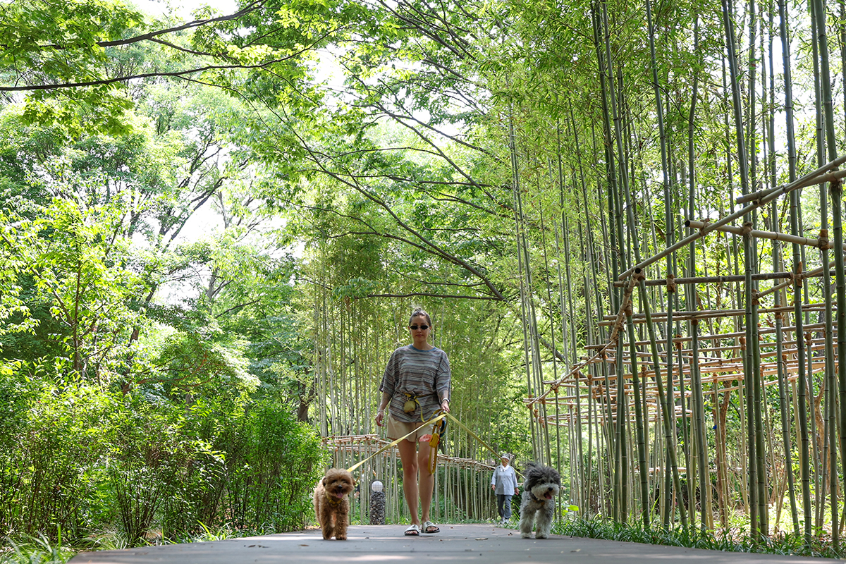 Seorang pengunjung terlihat sedang berjalan-jalan bersama dua anjing peliharaannya di Taman Hutan Korea, yang ditata ulang dari kawasan Kebun Botani Luar Ruang Namsan di Yongsan-gu, Seoul, pada tanggal 29 Juni 2026. (Park Daejin)