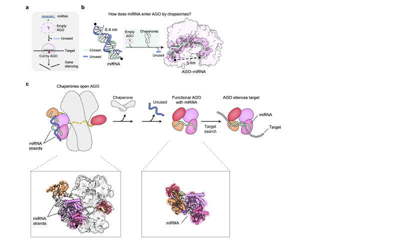 Proses Argonaute memperoleh fungsi penghambatan terhadap gen target. (Pusat Penelitian RNA IBS)