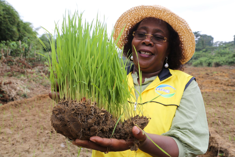 Seorang pejabat Konsorsium Kerja Sama Teknologi Pertanian dan Pangan Korea-Afrika (KAFACI) memperlihatkan bibit padi CHEYI, varietas padi berproduktivitas tinggi yang dikembangkan di Gabon dengan memanfaatkan varietas padi tipe Tongil. (RDA)