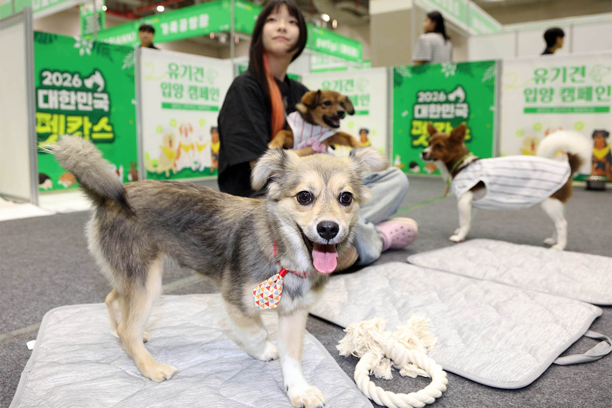 Anjing-anjing terlantar yang dirawat di Pusat Perawatan Hewan Kota Gumi menanti keluarga baru dalam acara Korea Pet-cance 2026 yang digelar pada tanggal 10 Juli 2026 di Gumico, Gumi, Provinsi Gyeongsangbuk. (Yonhap News)