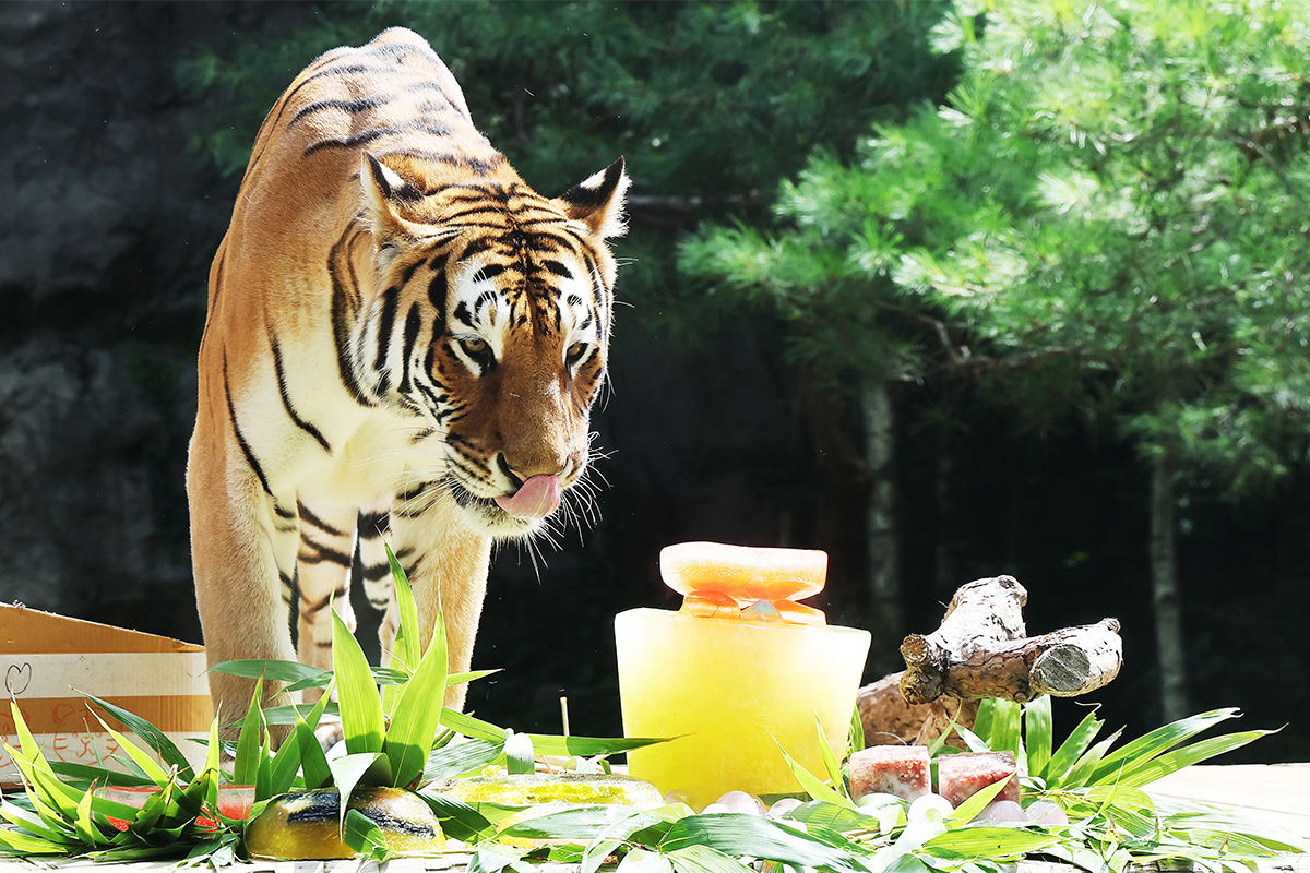 Seekor harimau Korea mendekati camilannya yang dibuat dari gelatin dan vitamin yang dibekukan pada tanggal 29 Juli 2026 di Tiger Valley Everland, Kota Yongin, Provinsi Gyeonggi. (Yonhap News)