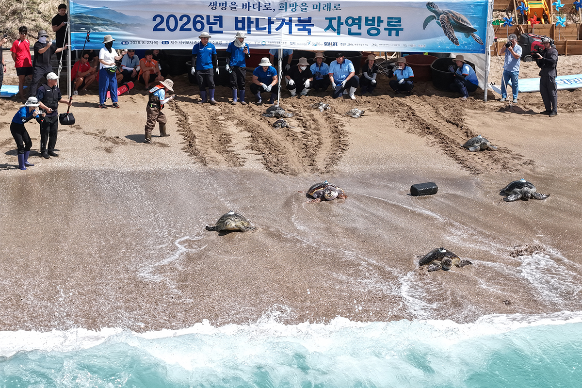 Para peserta melepasliarkan penyu yang telah diselamatkan dan dirawat serta penyu hasil penetasan buatan dalam acara Pelepasliaran Penyu ke Alam Liar yang digelar di Pantai Jungmun Saekdal, Seogwipo, Pulau Jeju, pada tanggal 27 Agustus 2026. (Yonhap News)