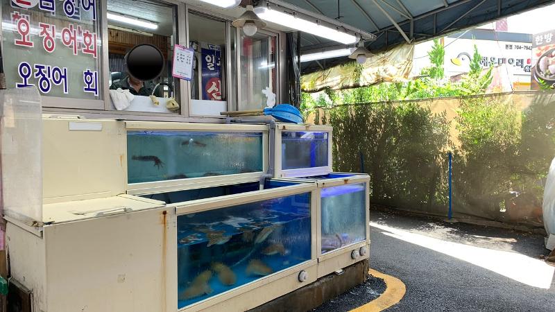 Salah satu lapak menjual ikan yang masih hidup untuk merasakan kesegarannya langsung dari air dalam akuarium. Foto diambil saat penulis mengunjungi Pasar Jwadong di Busan pada tanggal 16 Juni 2026. 