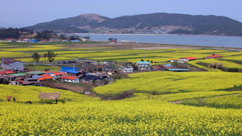 Pemandangan ladang bunga kanola dan Teluk Deungnyangman yang terletak di Desa Seonhak-dong, Hwajin-myeon, Jangheung-gun, Provinsi Jeollanam. (Pemerintah Jangheung-gun)  