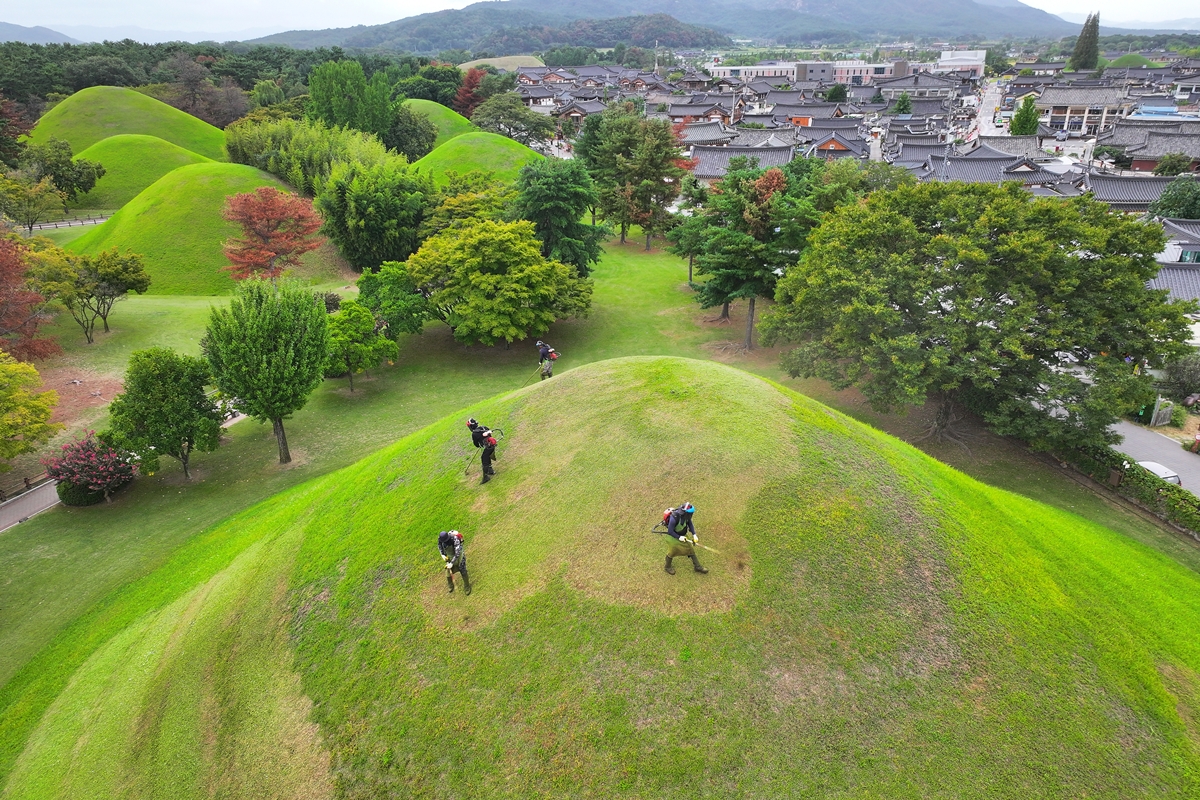 Para pekerja terlihat sedang memangkas rumput di sekitar makam kerajaan dan makam kuno utama di kawasan Daereungwon, Gyeongju, Provinsi Gyeongsangbuk, pada tanggal 18 September 2026 menjelang libur Chuseok. (Yonhap News)