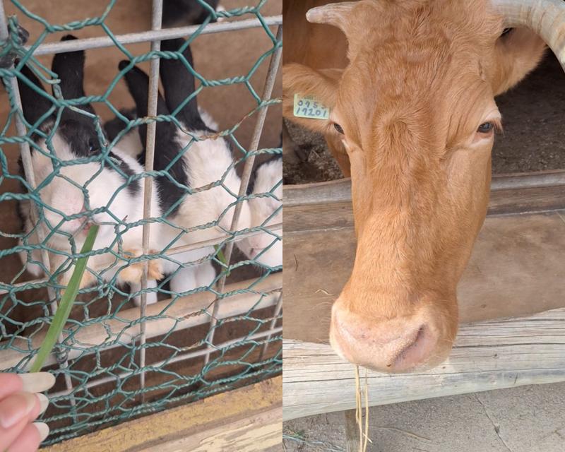 Pengalaman penulis saat mencoba memberi makan kelinci dan sapi yang ada di Happy Chowon Farm, Kota Chuncheon, Provinsi Gangwon. Foto tersebut diambil pada tanggal 8 September 2026. 