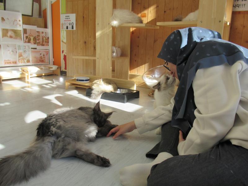 Kedai kopi kucing menjadi salah satu tempat yang pernah dikunjungi penulis untuk menghilangkan penat setelah pekan ujian pada tanggal 5 Desember 2025. 