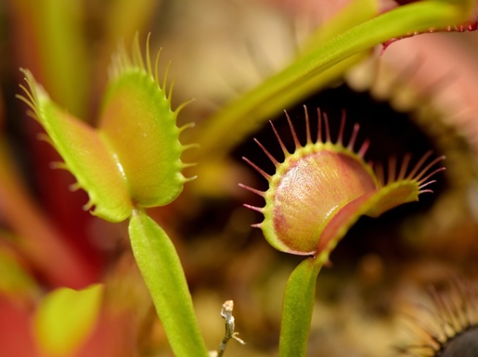 KAIST Kembangkan Material Robot Lunak Terinspirasi Venus Flytrap