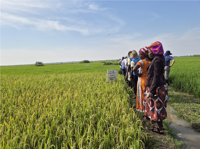 Produksi Benih Padi Proyek K-Rice Belt di Afrika Lampaui 10 Ribu Ton