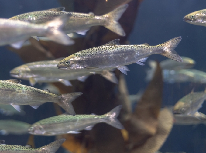 Korea Budidayakan Salmon di Busan untuk Penuhi Kebutuhan Dalam Negeri