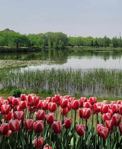 Pameran Bunga Internasional Goyang Hadirkan Jutaan Kuntum Bunga