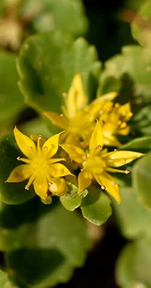 New video introduces plant indigenous to 2 islands